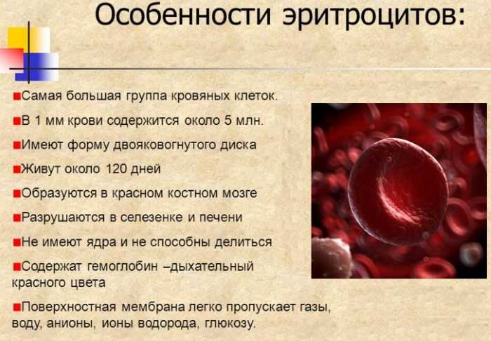 Причины повышенного гемоглобина у женщин и мужчин