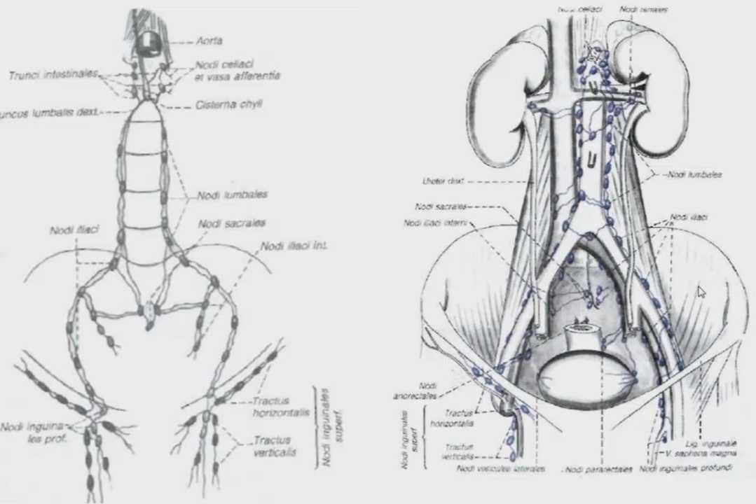 Внутренние подвздошные лимфатические узлы - internal iliac lymph nodes
