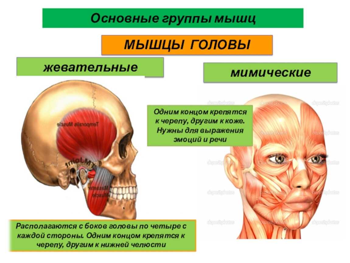 Какие мышцы головы. Мышцы головы мимические и жевательные таблица. Мышцы головы жевательные и мимические мышцы. Функции жевательных и мимических мышц. Мышцы головы жевательные мышцы.