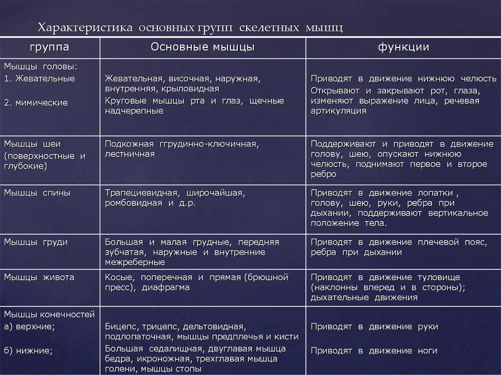 Многораздельные мышцы поясницы: анатомия, функции и упражнения