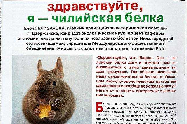 Содержание дегу в домашних условиях | блог ветклиники "беланта"
