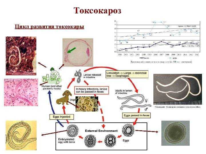 Антитела к токсокарам - что это, igg положительный что это значит?