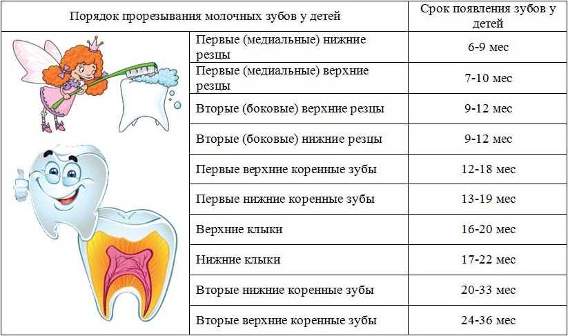 Прорезывание зубов у детей с фото: названия единиц и очередность, симптомы, особенности роста