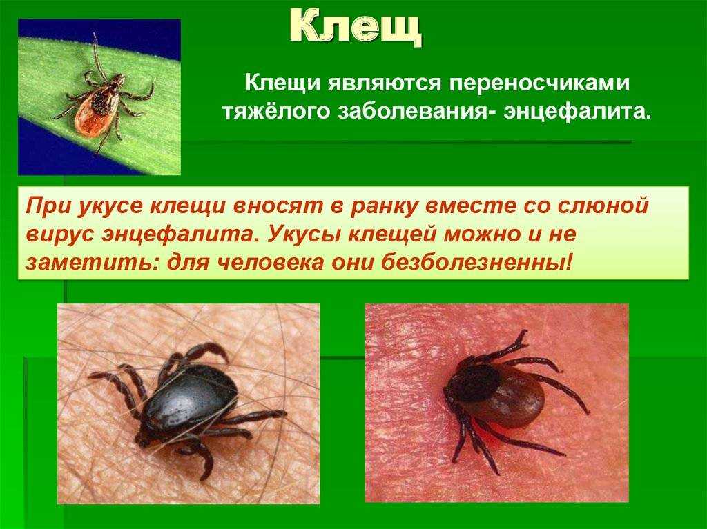Если укусил клещ: отвечаем на все актуальные вопросы | служба дезинсекции москва