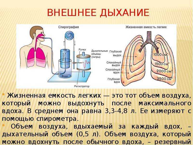 Жизненная емкость легких человека. Жизненный объём лёгких. Измерение жизненной емкости легких. Жизненная емкость легких схема.