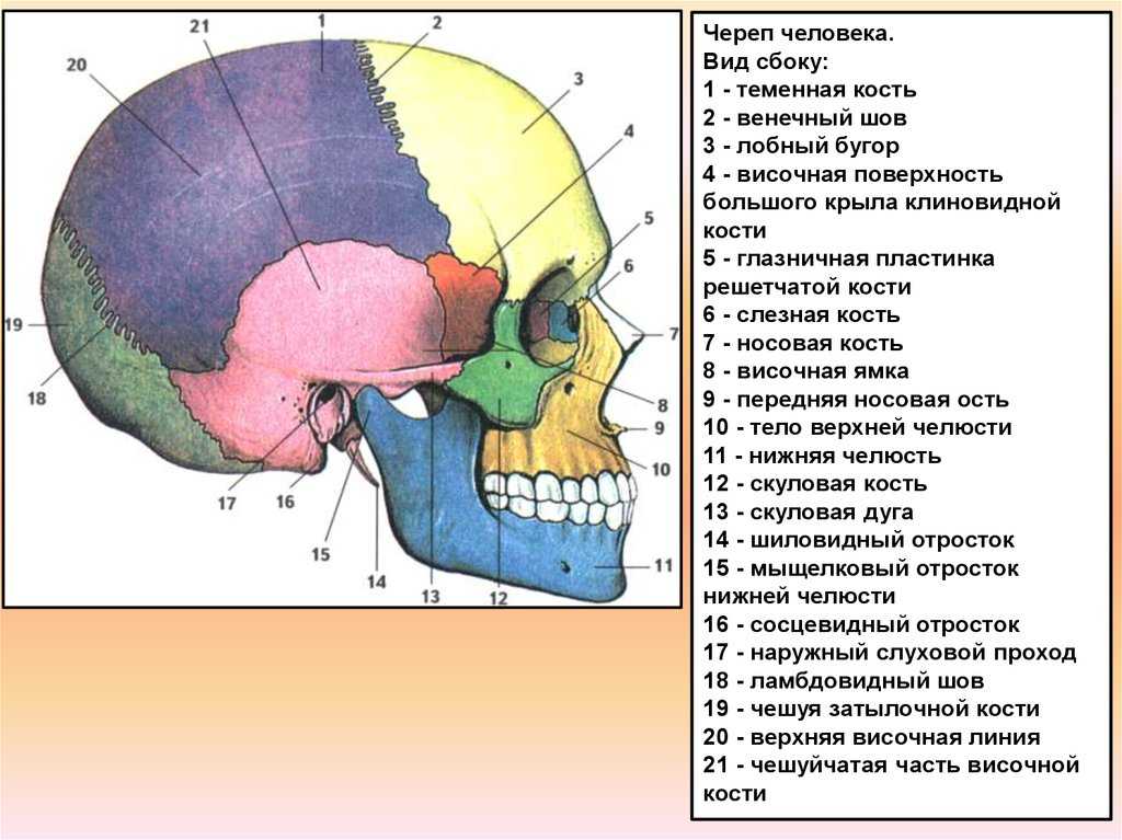 Скелет головы схема