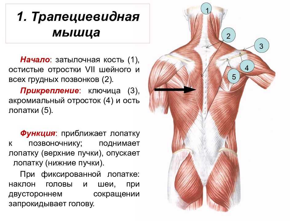 Трапециевидная мышца спины анатомия картинки