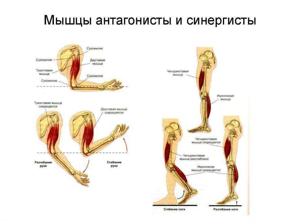 Повреждение сухожилия надостной мышцы