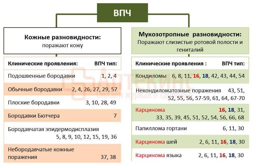 Чем опасен папилломавирус (впч). онкологические заболевания, связанные с hpv | университетская клиника