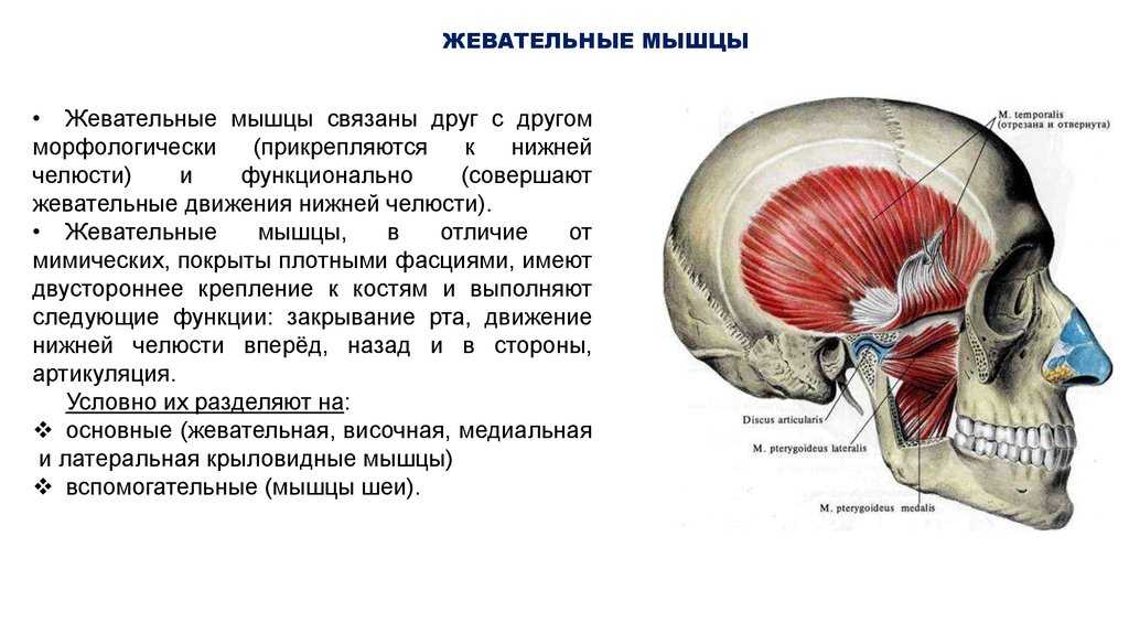 Жевательные мышцы лица анатомия в картинках