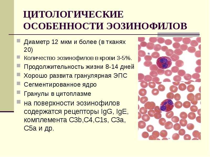 Повышенные эозинофилы в крови у женщин и детей: причины отклонений и норма