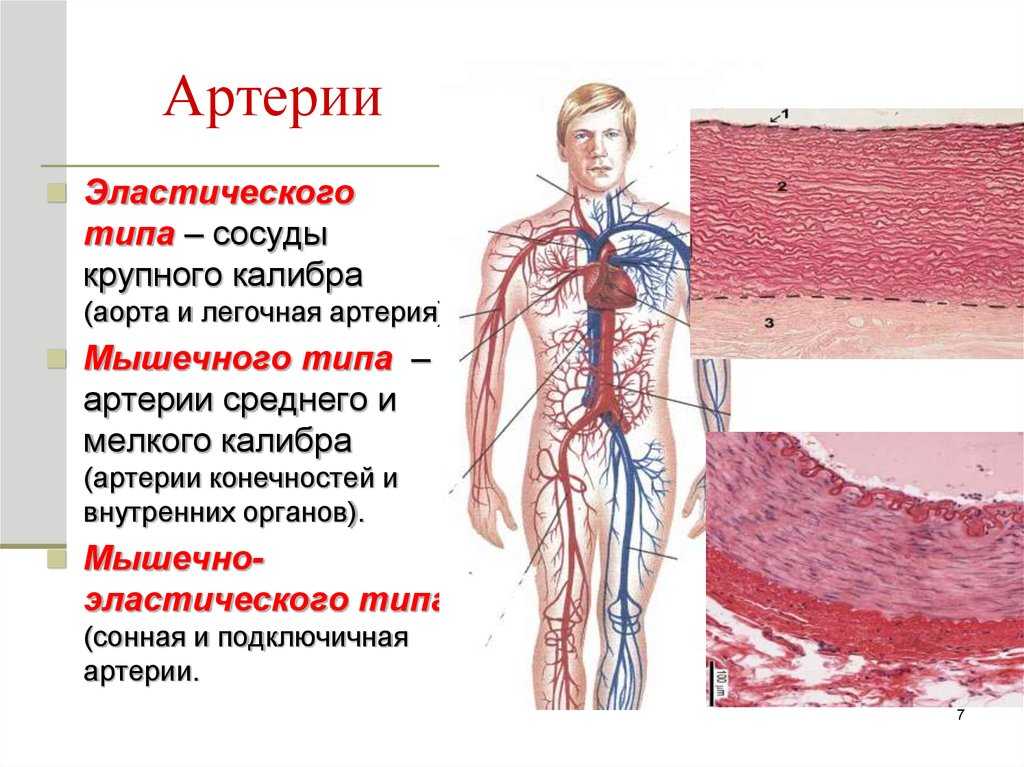 Мышечная стенка сосудов. Артерия крупного калибра гистология. Артурии. Сосуды мышечного и эластического типа. Виды артерий.