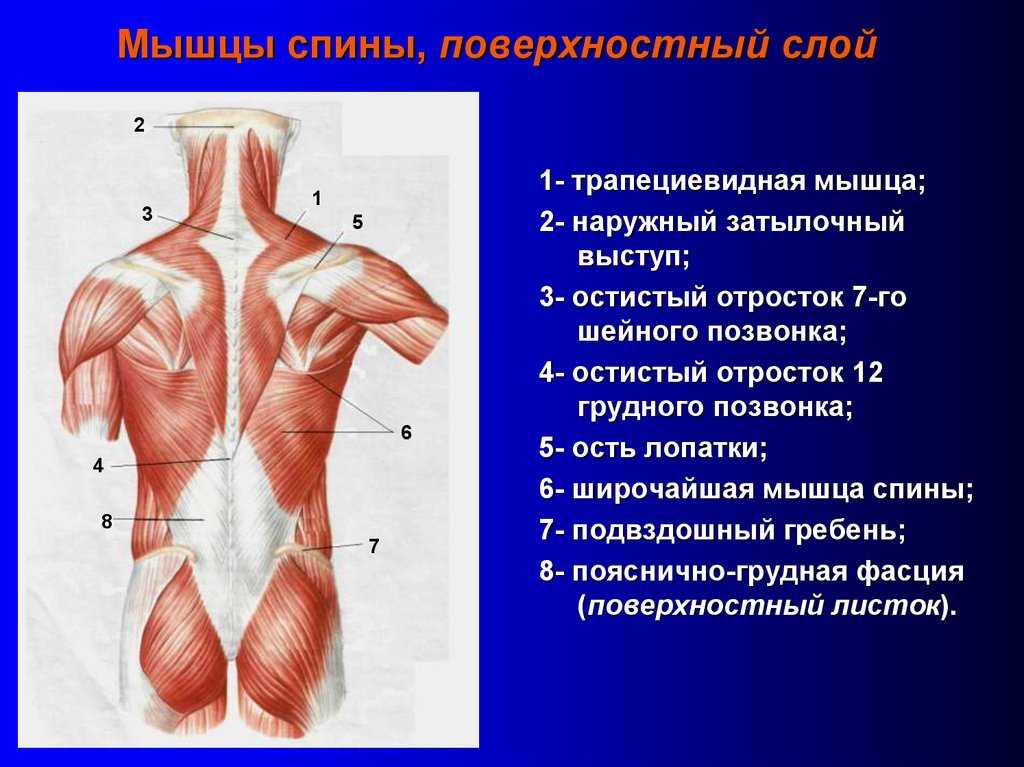 Трапециевидная мышца человека | анатомия трапециевидной мышцы, строение, функции, картинки на eurolab
