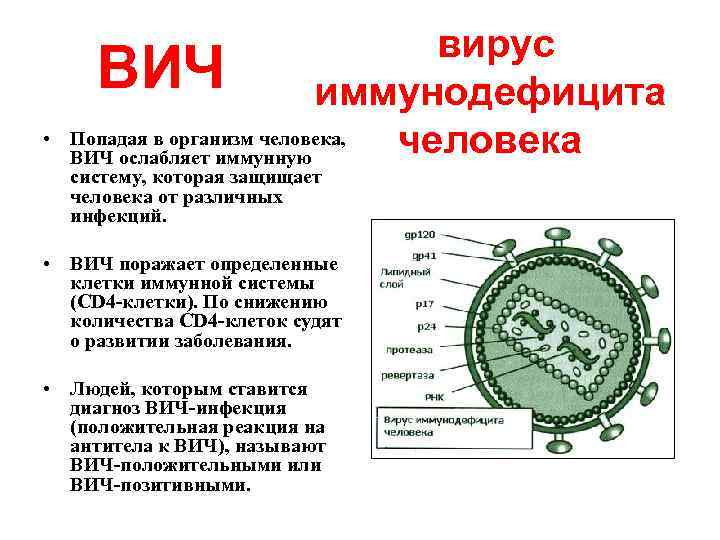 Способы передачи вич: как можно и нельзя заразиться, риск заражения