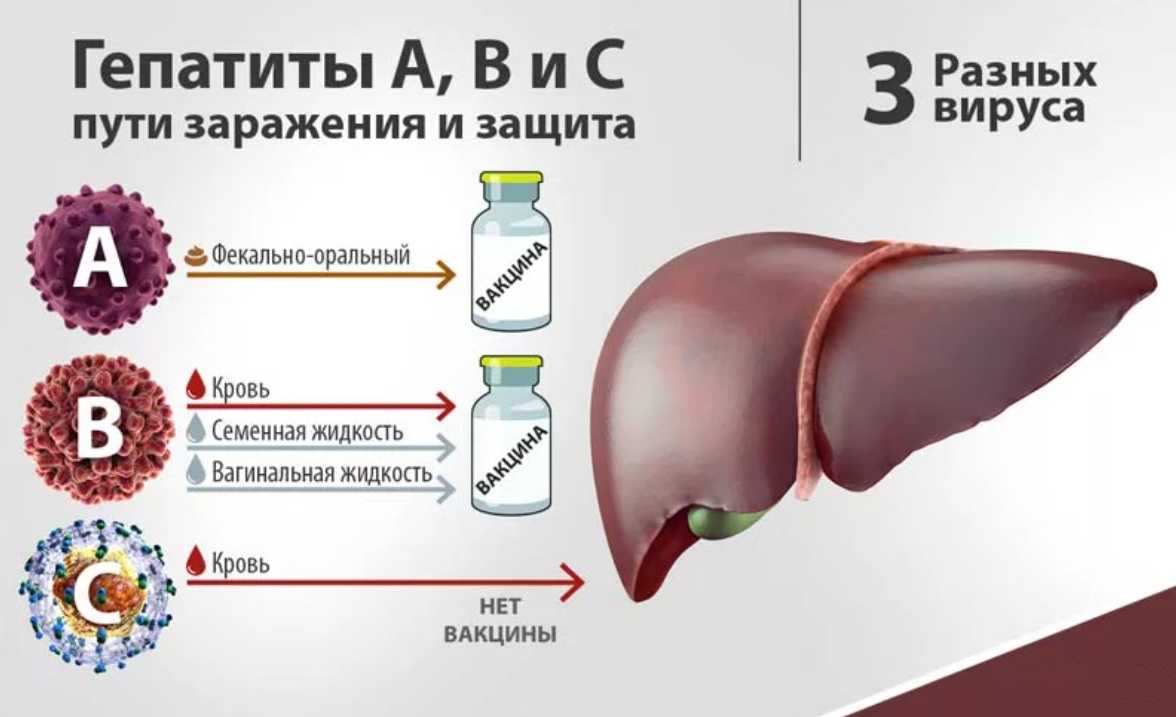 Гепатит б / в - симптомы, профилактика, как лечить гепатит б - «гепатит.ру»