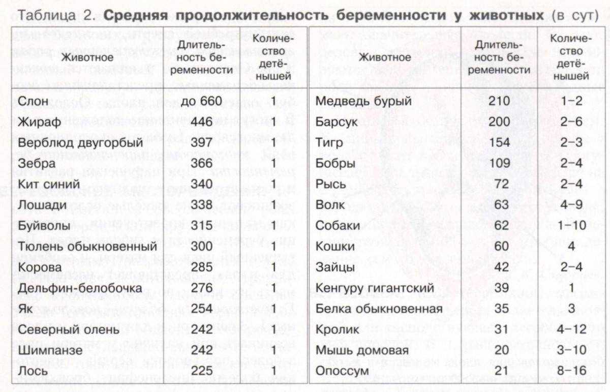 Беременность у кошек: о чем должен знать ответственный владелец | ваши питомцы