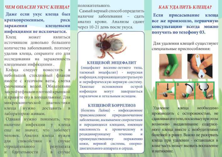 Как проявляет себя клещевой боррелиоз — первые признаки после укуса и симптомы развития болезни лайма