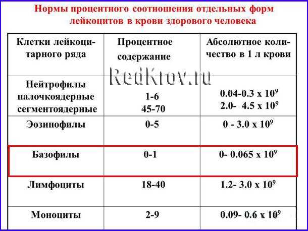 Повышенные лейкоциты в крови