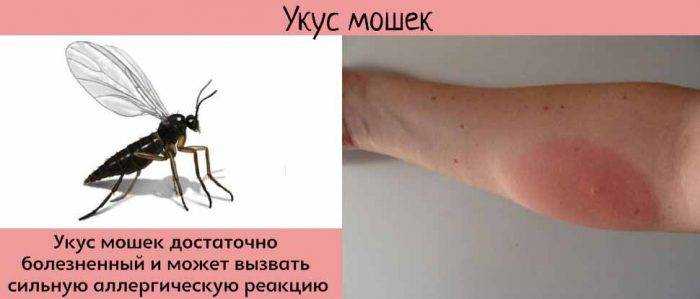Что делать, если вы подверглись нападению ос?