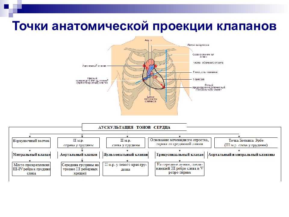 Что такое аускультация лёгких, алгоритм проведения pulmono.ru
что такое аускультация лёгких, алгоритм проведения