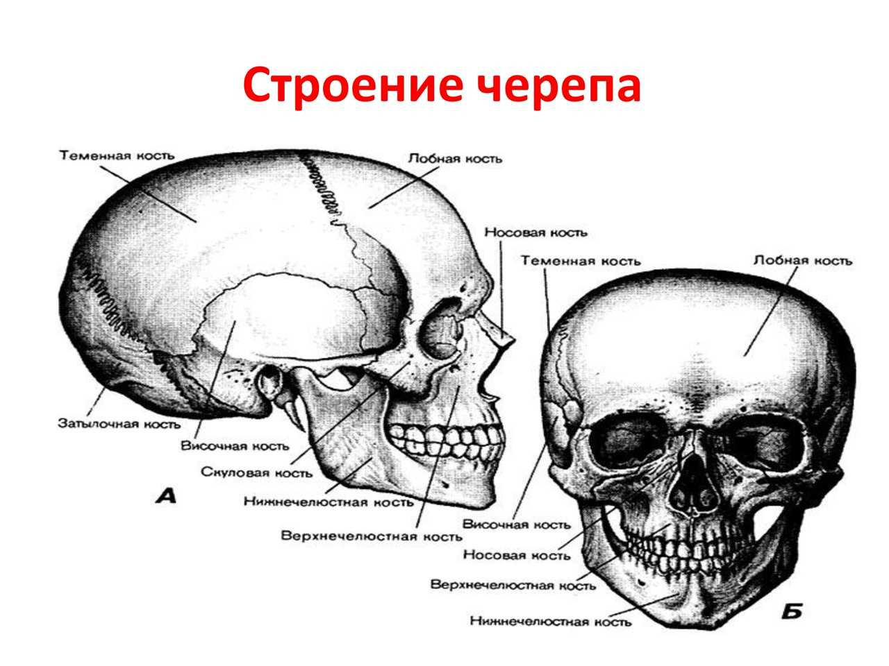 Анатомия: лобная кость