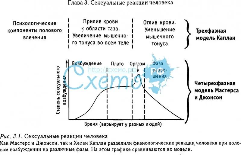 Этапы отношений таблица. Схема полового акта человека. Цикл полового ответа. Схема полового акта в картинках. Цикл полового ответа человека.