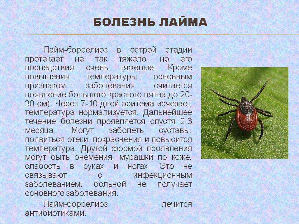 От легкого недомогания до менингита: как проявляются клещевые инфекции | рбк тренды