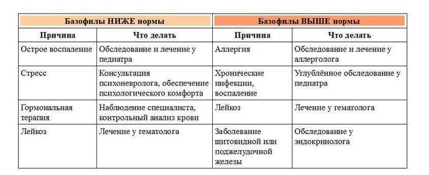 Базофилы в крови: нормы, расшифровка