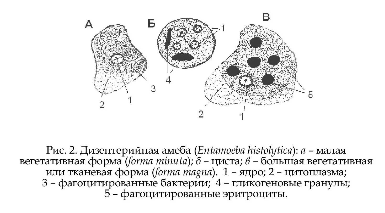 Паразитические круглые черви