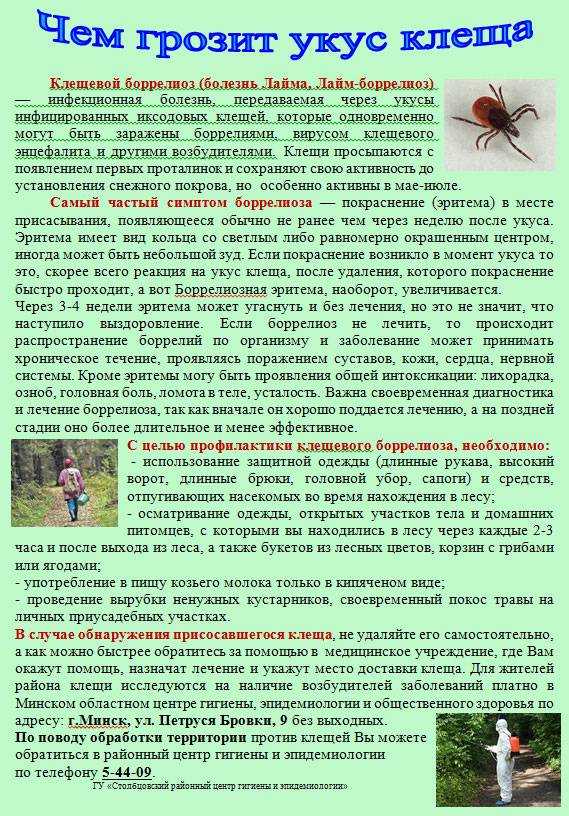 Клещевые инфекции: источники, диагностика, профилактика – эл клиника