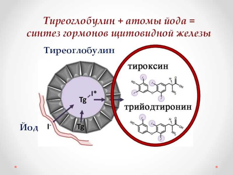 Тиреоглобулин это. Тиреоглобулин. Тиреоглобулин щитовидной железы синтезируется. Синтез йодсодержащих гормонов схема.