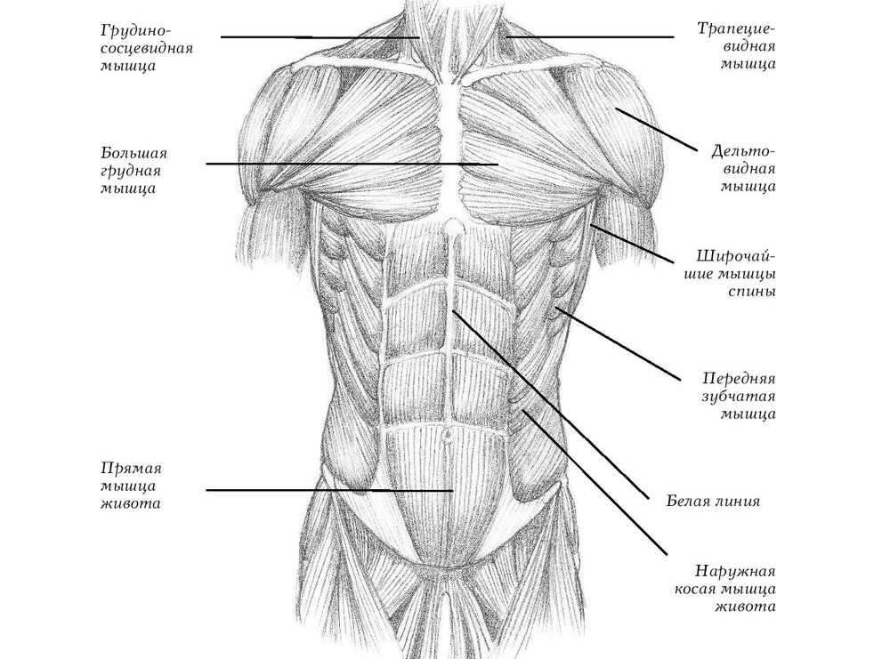 Бок туловища. Анатомия шыцы грудной клетки. Схема мышц грудной клетки. Мышцы грудины анатомия рисунок. Анатомия мышц грудной клетки человека.