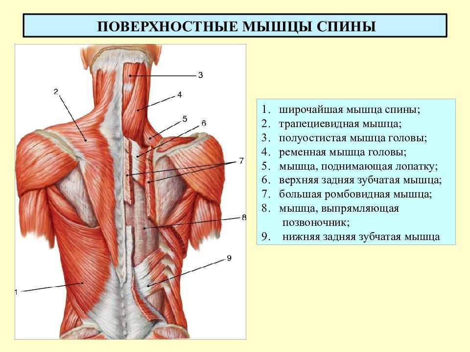 Трапециевидная мышца шеи фото