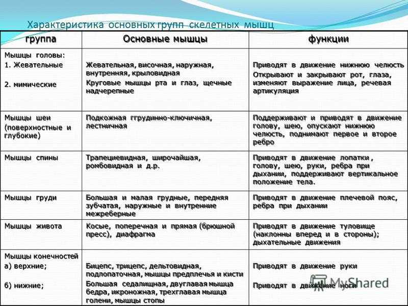 Анатомия глубоких и поверхностных мышц спины человека