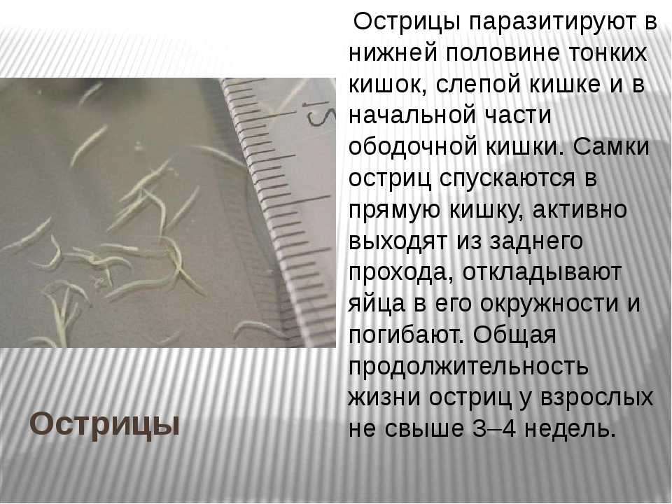 Глистные инвазии