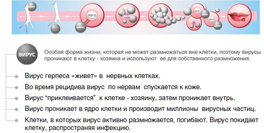 Вирус простого герпеса