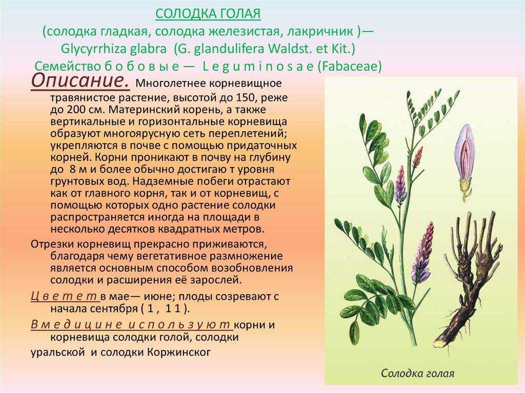 Подсластители натуральные и искусственные. какой подсластитель подходит для диабетика? | университетская клиника