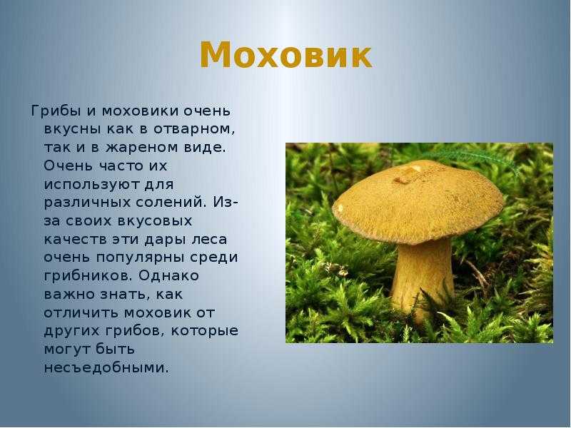 Сколько варить грибы и как это правильно делать? как варить сушеные и замороженные грибы?
