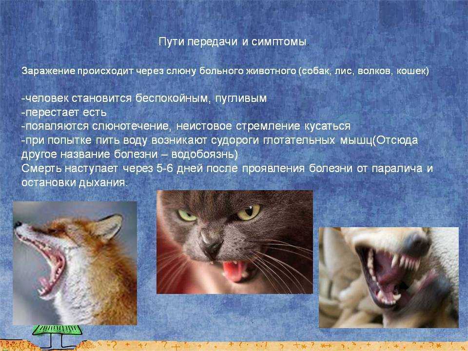 Как передается бешенство?