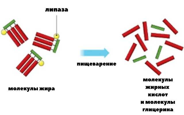 Жиры в организме, в каких продуктах содержится больше всего