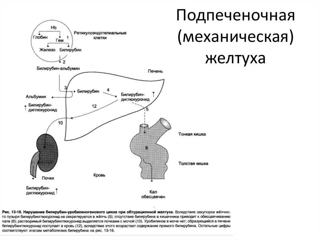 Билирубин общий повышен, что это значит у взрослого?