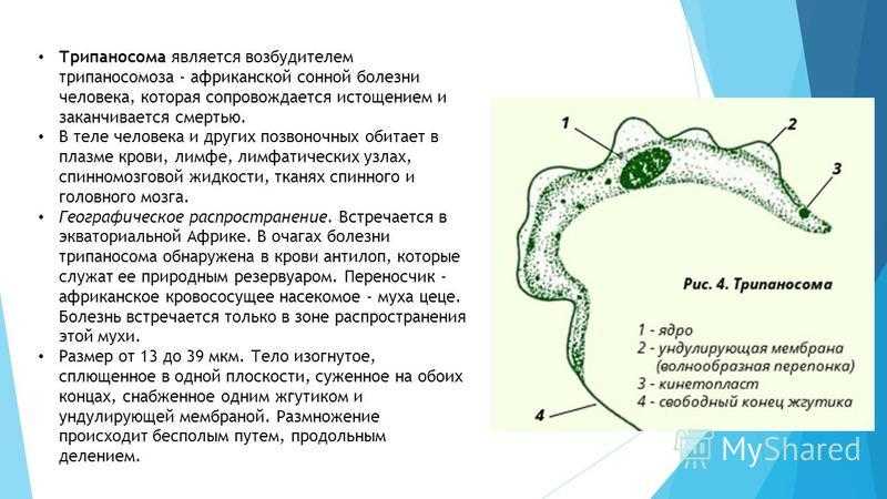 Африканский трипаносомоз – сонная болезнь